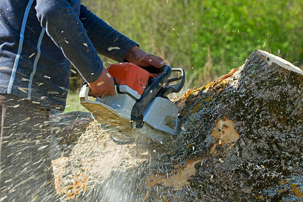 Emergency Storm Tree Removal in White Oak, TX